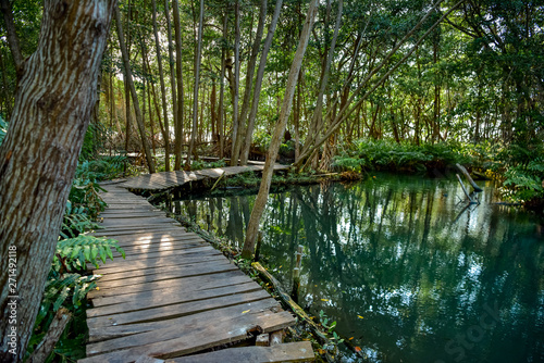 Tablou pe pânză Mangrove forest by the Ria Celestun lake