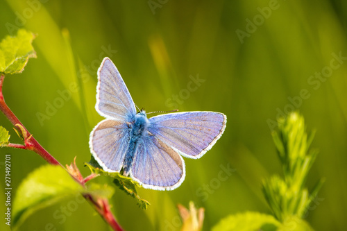 blue butterfly on meadow in the sunset © Milan
