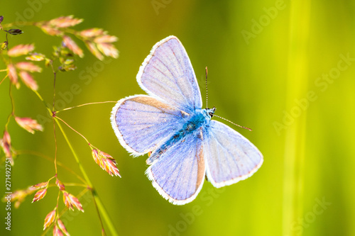 blue butterfly on meadow in the sunset © Milan