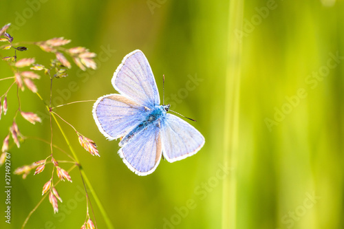 blue butterfly on meadow in the sunset