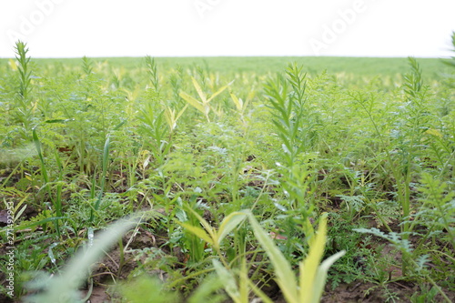 Spring Field