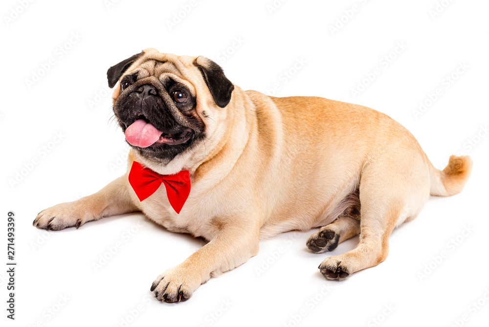 Dog pug. Cute little dog with a red bow tie is lying on a white background