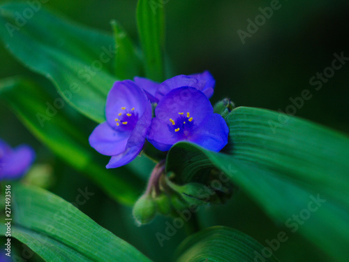  beautiful blue flowers tradiscance in green foliage close up