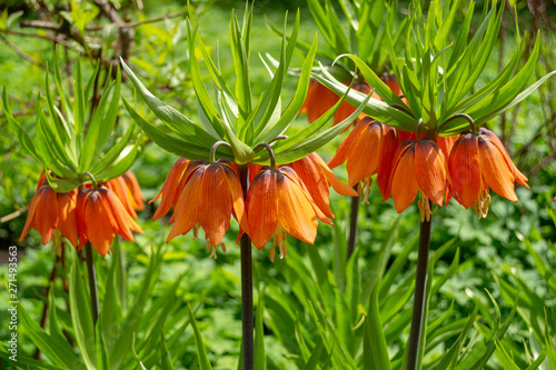 Fritillria imperilis orange flowers,  bright spring flowers photo