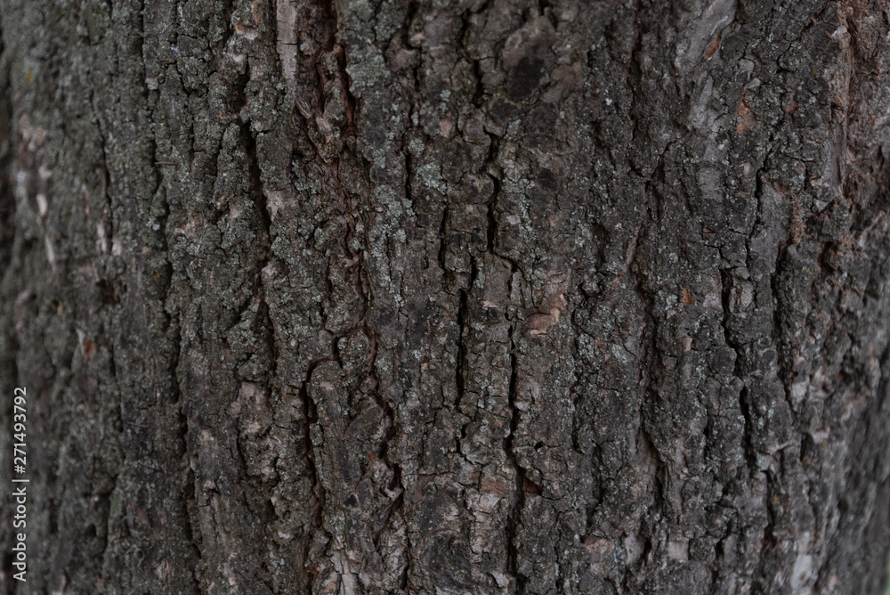 texture wood texture wood
