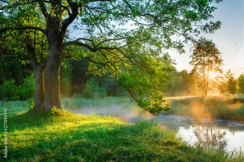Naklejka Bright summer morning by the riverside.