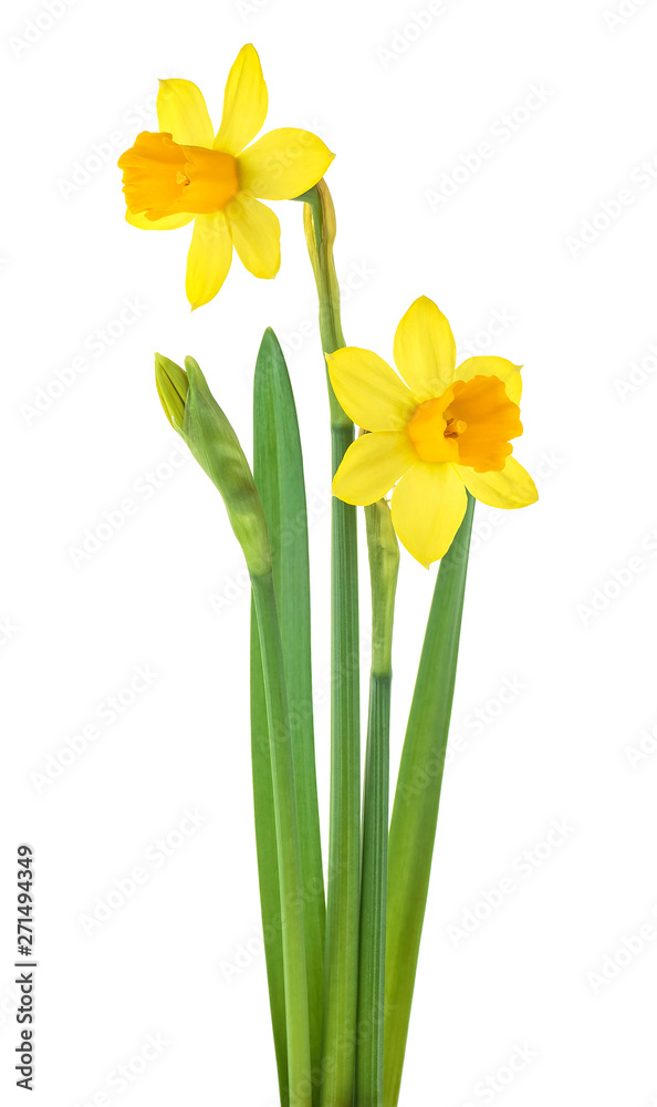 Narcissus flowers with leaves isolated on white background. Spring season. Narcissus flowers with leaves isolated on white background. Spring season.