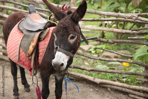 Slika na platnu portrait of a brown donkey tied to a wicker fence