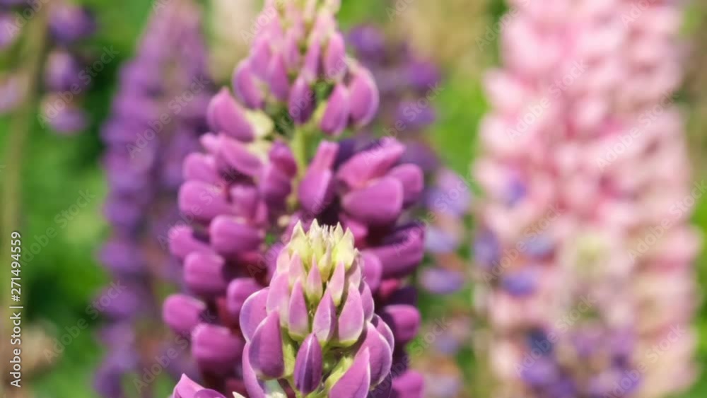 Herbaceous poisonous plant lupins from the family of buttercup family sunny summer day video close-up video with effects of zooming, moving the camera and slow motion Herbaceous poisonous plant lupins from the family of buttercup family sunny summer day video close-up video with effects of zooming, moving the camera and slow motion