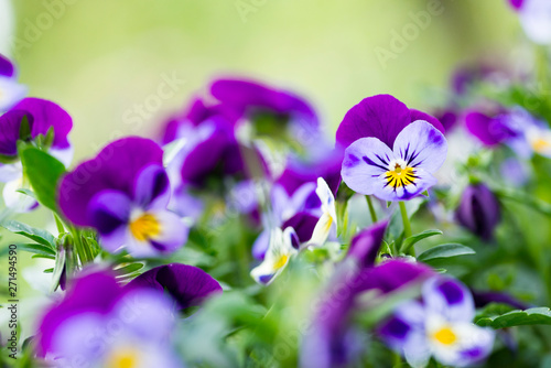 flowers in the garden