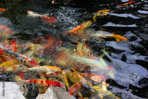 Colorful carp fish or koi fish in a pond of water.