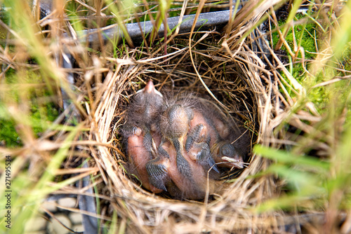 Baby Robins Sleeping in Their Nest