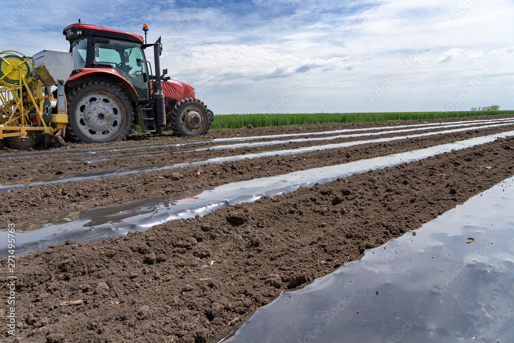 Obraz premium Plastic Mulch Bed Laying for Vegetable Production
