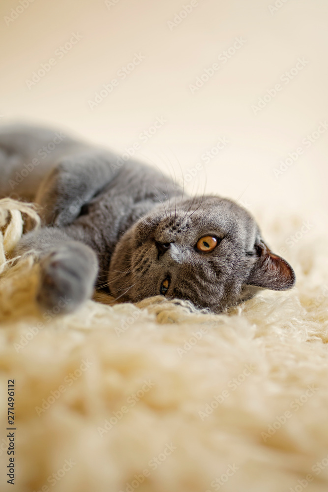 Obraz premium Blue British Shorthair Cat on Cream Flokati Rug