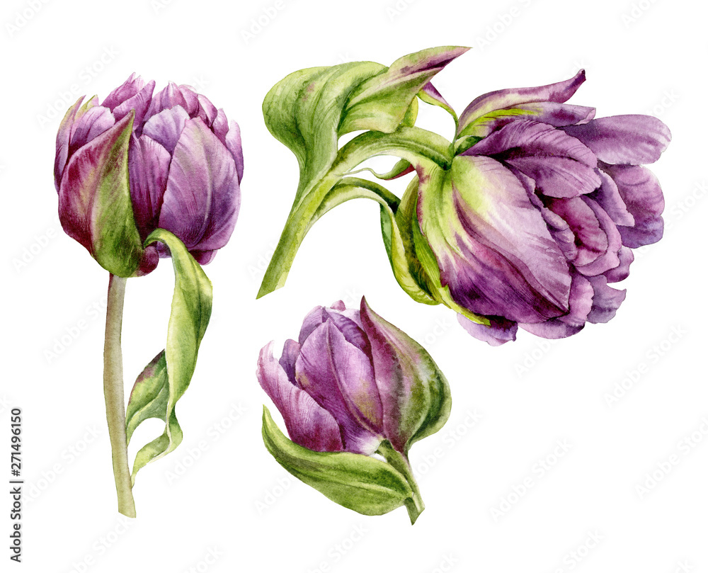 Set of watercolor flowers. Purple tulips on white background. Set of watercolor flowers. Purple tulips on white background.