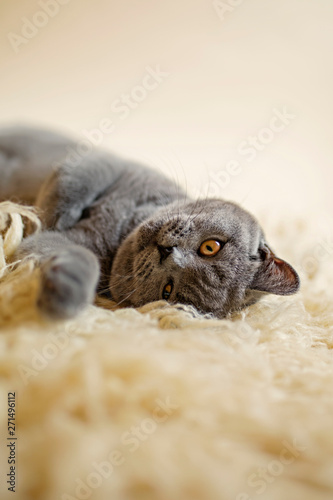 Blue British Shorthair Cat on Cream Flokati Rug