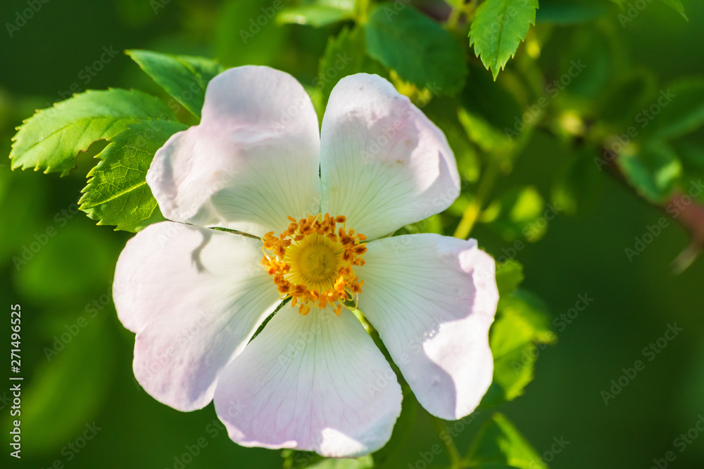 Obraz premium Wild rose flowers or dog rose blossom or sweet briar also called eglantine