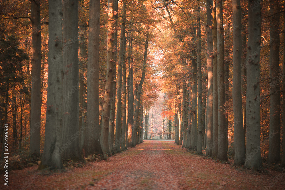 Obraz premium Jesienny las