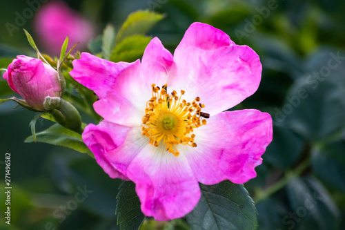 Wild rose flowers or dog rose blossom or sweet briar also called eglantine