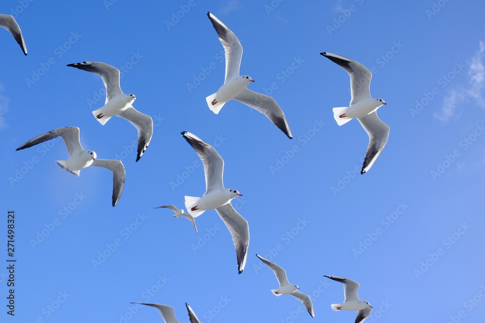 Obraz premium seagulls flying in the sky