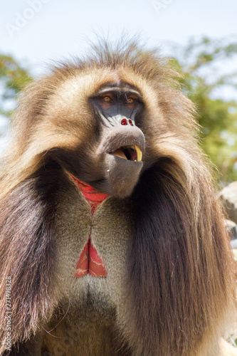 Gelada Baboon also known as Bleeding heart monkey endemic only in Ethiopia