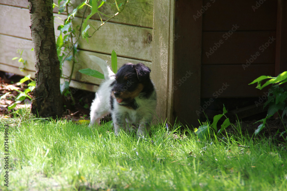 Puppy dog on grass