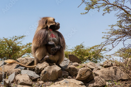 Photography Gelada Baboon also known as Bleeding heart monkey endemic only in Ethiopia