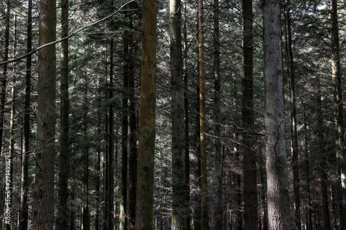 trees in the forest © Matthew