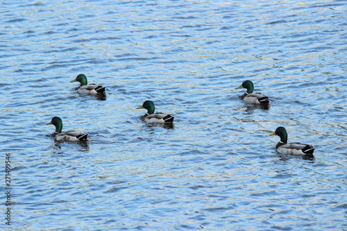 Five wild drakes floating beaks in one direction on the water with small waves