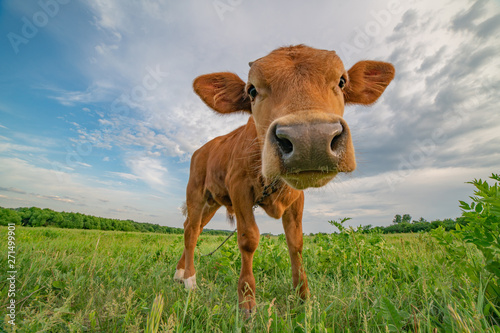 Funny calf stands on a green meadow, photographed on a wide-angle lens.
