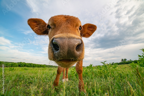 Funny calf stands on a green meadow, photographed on a wide-angle lens.