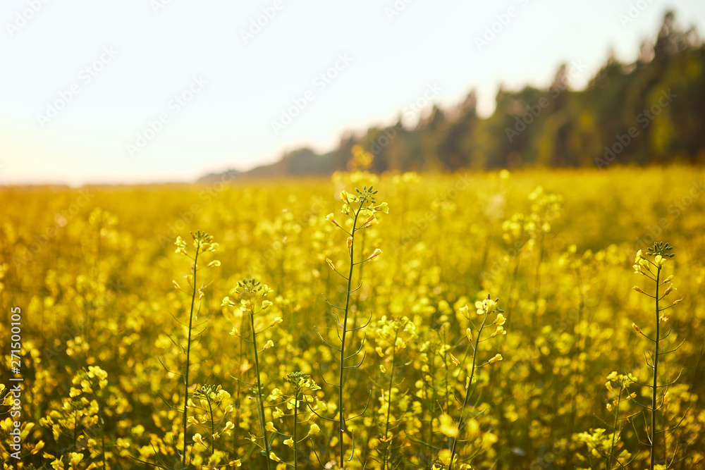 Blooming yellow rapeseed field. Plant for green energy and oil industry Blooming yellow rapeseed field. Plant for green energy and oil industry