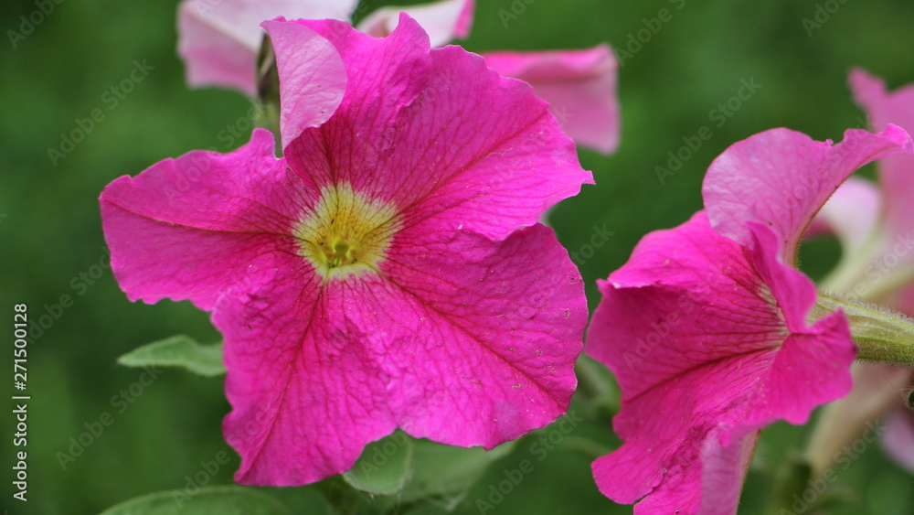 Beautiful blossom pink Petunia close up, garden flowers Beautiful blossom pink Petunia close up, garden flowers