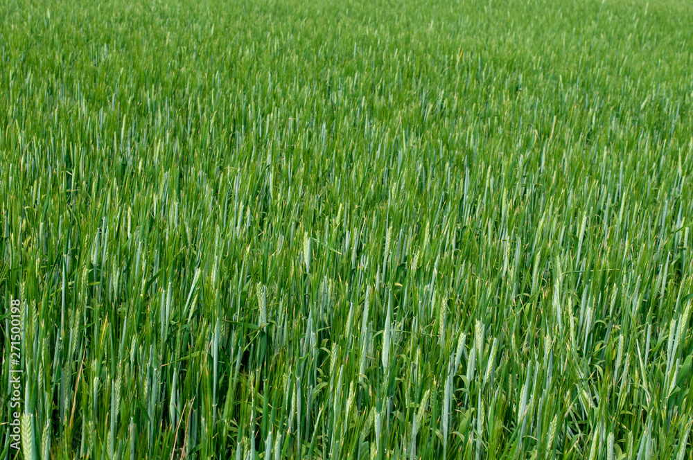 Barleys farm field