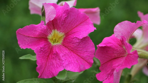 Beautiful blossom pink Petunia close up, garden flowers