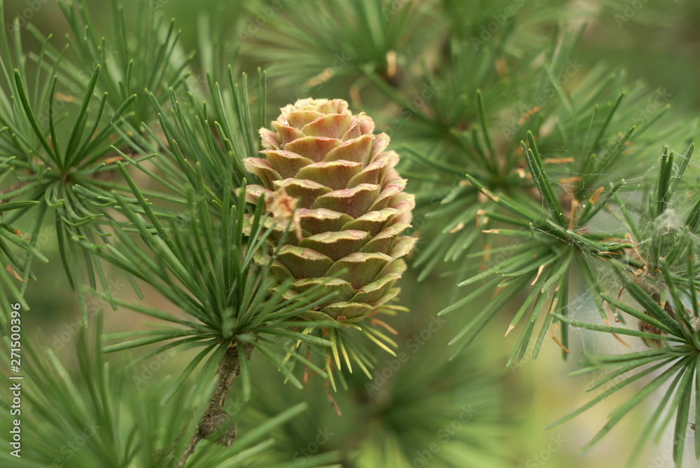 Ovulate cone of larch tree in spring close up Ovulate cone of larch tree in spring close up