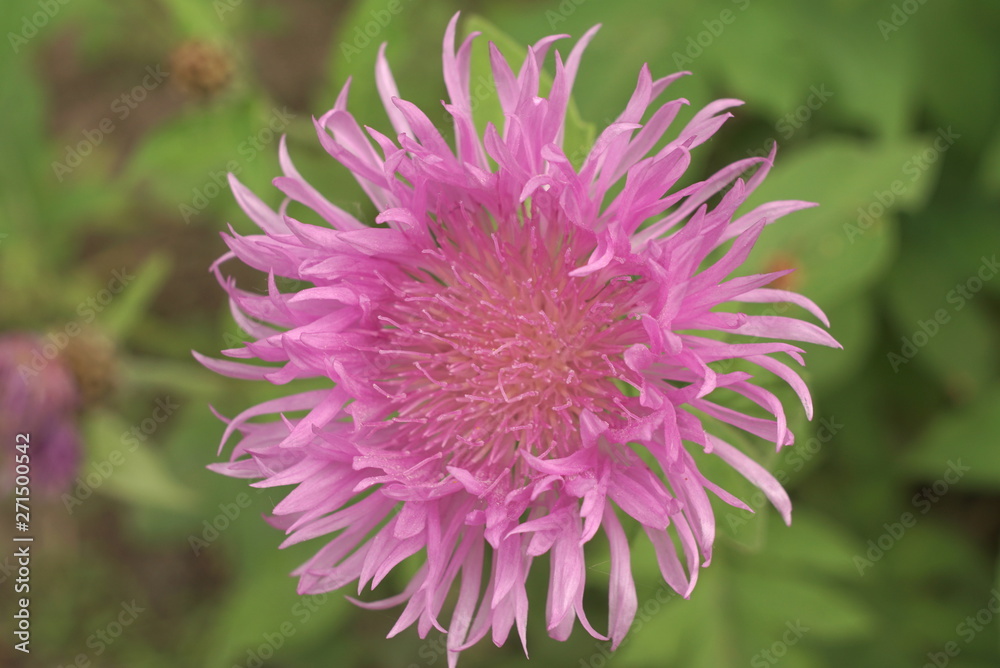 beautiful pink flower beautiful pink flower