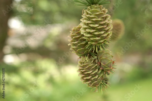 Ovulate cone of larch tree in spring close up photo