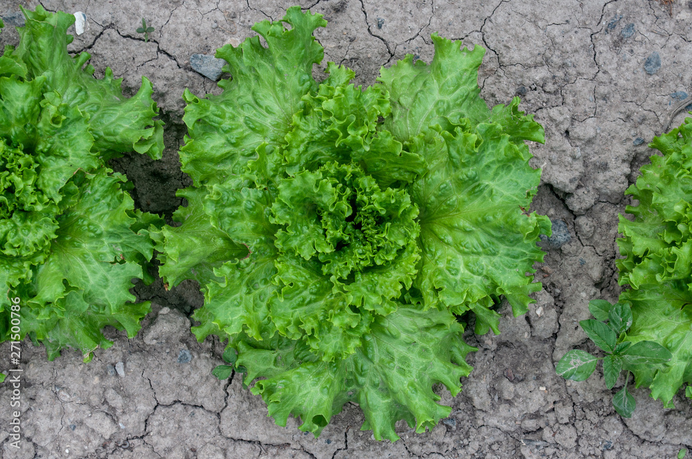 Lettuce close up farm field Lettuce close up farm field