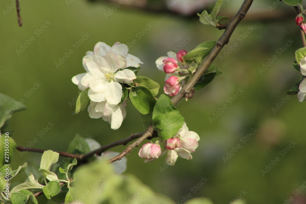 Obraz premium flower in garden