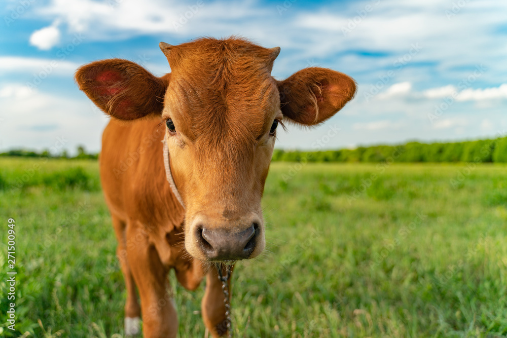 Young calf is grazed in a meadow, close-up Young calf is grazed in a meadow, close-up