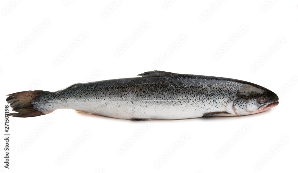 whole salmon isolated whole salmon isolated
