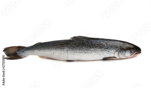 whole salmon isolated