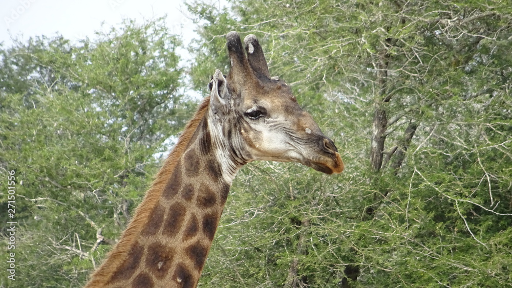 Obraz premium giraffe_kruger
