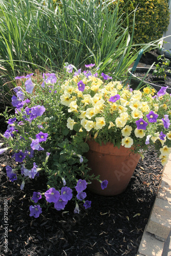 flowers in pots