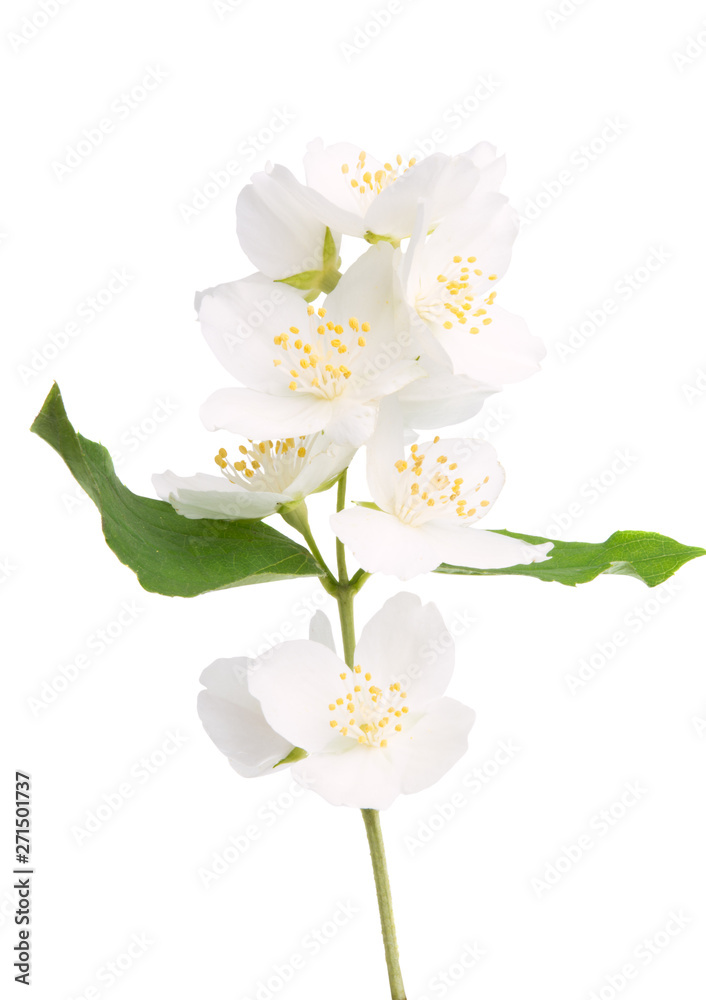 beautiful jasmine flower isolated