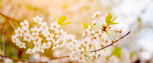 Photo of white lilac on bokeh background