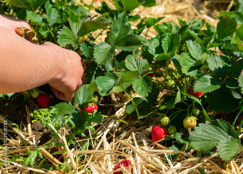 saftige reife Erdbeeren am Strauch und Hände beim abpflücken.  Standort: Deutschland, Nordrhein-Westfalen, Heiden