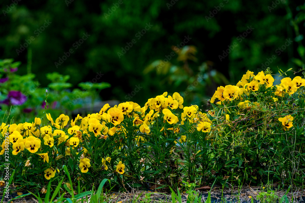 Obraz premium 農業公園の花