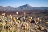 Dried flower heads in Teide National Park at sunset, shallow depth of field, Tenerife, Spain.